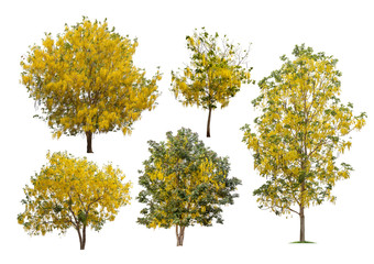 Collection of golden shower tree isolated on white background, summer plant tree