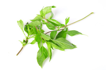 Obraz premium Sweet basil leaves on white background; selective focus