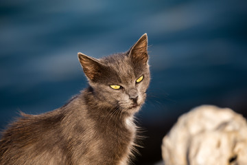 A stray grey cast with bright yellow-green eyes on a blue sea background in late afternoon light