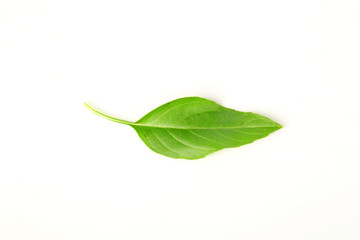 Obraz premium Sweet basil leaves on white background; selective focus