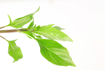 Sweet basil leaves on white background; selective focus