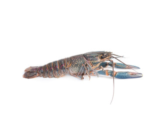crayfish on a white background. Australian blue crayfish .