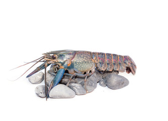 crayfish on a white background. Australian blue crayfish .