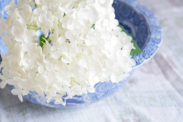 アメリカアジサイ　アナベル