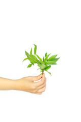 hands hold Sweet basil leaves on white background ,selective focus