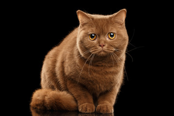 Fototapeta premium British Cat Cinnamon color Sitting and Curious Looks, Isolated Black Background, Front view