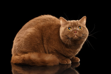 British Cat Cinnamon color Lying and Curious Looking up, Isolated Black Background, Side view