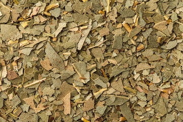 ユーカリプタス