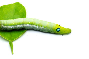 Green caterpillars or green worm isolated on white background