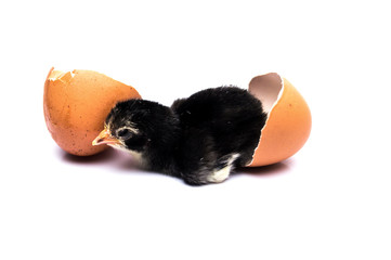Black chicks hatched from eggs isolated on white background.;