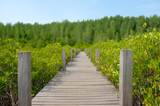 Wooden walkway bridge surrounded with Ceriops Tagal field