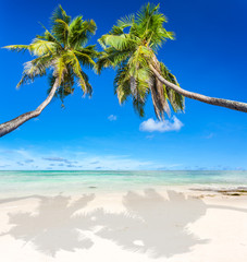 deux cocotiers penchés sur plage tropicale