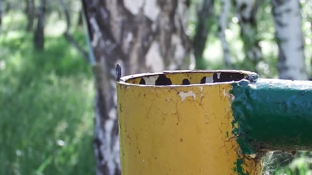 Червяк с помощью присосок передвигается по трубе