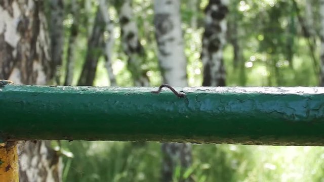 Червяк с присосками передвигается по трубе