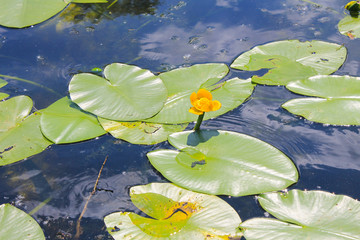 Yellow water flowers (Nuphar Lutea)