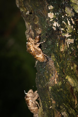 This is a photo of some cicada slough, was taken in XiaMen exhibition garden, China.