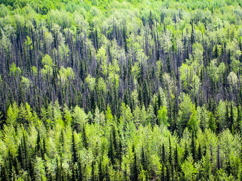 Boreal forest in Alaska