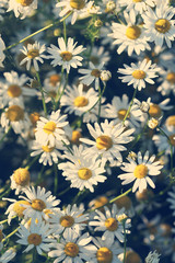 Vintage photo of chamomile flowers growing and blooming