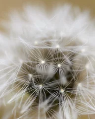 Rolgordijnen Dandelion close up © Jjotapg