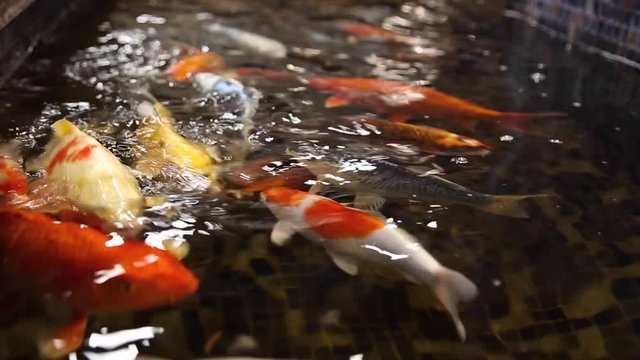 Fish colored carps koi swim in the pool in the petting zoo
