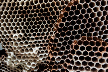 Empty wasp nest pattern.