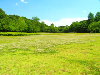 草原と林風景