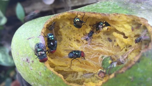 bluebottle flies crawl and suck mango juice from rotten mango