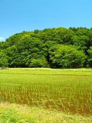 Obraz premium 植田と森風景
