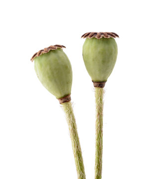 poppy seeds