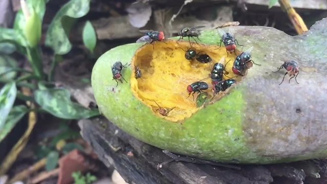 slow motion bluebottle flies crawl and suck mango juice from rotten mango on the ground