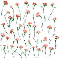 floral wallpaper pattern. carnation flowers. isolated on white background. flat layout, top view 