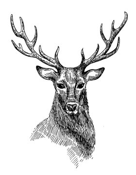 Sketch of deer