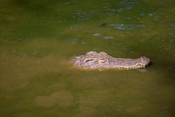 Crocodile in water. Close up