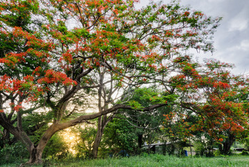 Royal Poinciana and Sunset