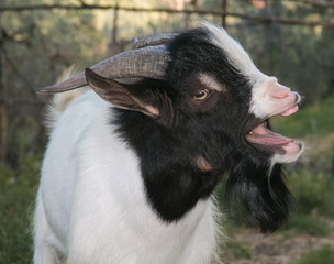 Funny animal: goat with open mouth