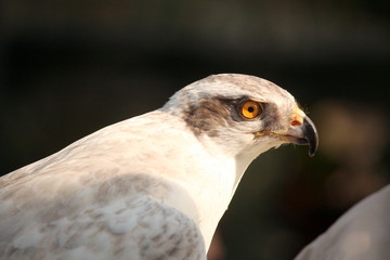 エジプトハゲワシ