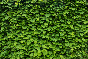 green wall green plant background