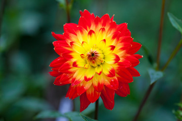 Dahlia red and yellow flowers in garden full bloom