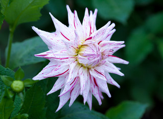 Pink and yellow Dahlia flower in full bloom closeup