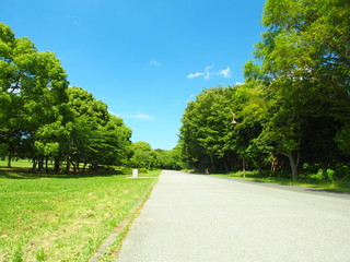 舗装路のある公園風景
