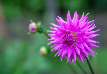 Pink Dahlia flower in full bloom closeup