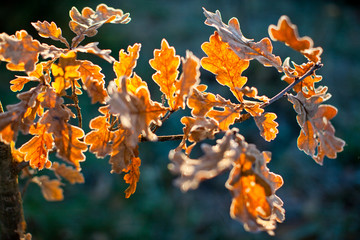 Oak leaves, close up