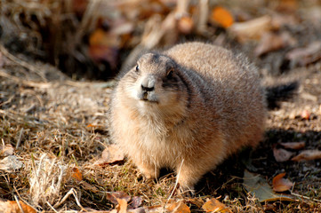 Marmot in the zoo