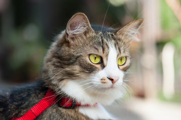 Close-up Portrait Of A Cat