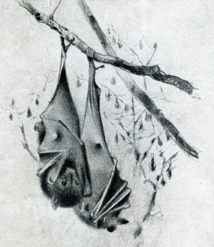 Black-eared flying fox (Pteropus melanotus) from Brehm's Animal Life, 1927