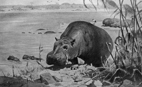 Hippopotamus (Hippopotamus amphibius) from Brehm's Animal Life, 1927
