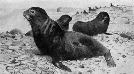 Fototapeta premium Northern fur seal (Callorhinus ursinus; Otaria ursina) from Brehm's Animal Life, 1927