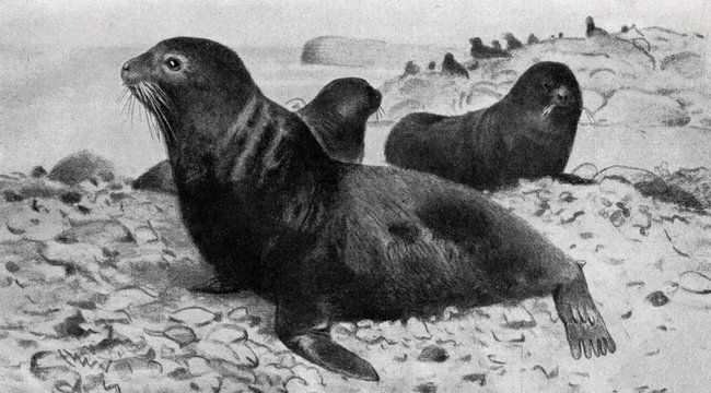 Northern fur seal (Callorhinus ursinus; Otaria ursina) from Brehm's Animal Life, 1927
