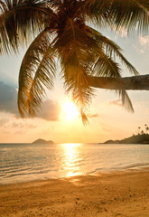 La côte de la mer tropicale au coucher du soleil, palmier, sable blanc a