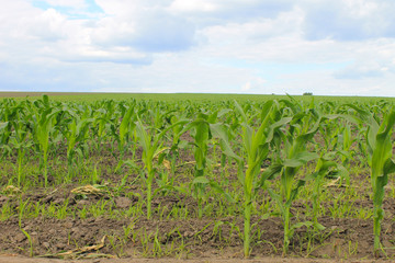 Young corn plants on field